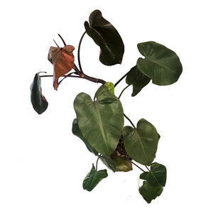 Philodendron, 10in, Merlot