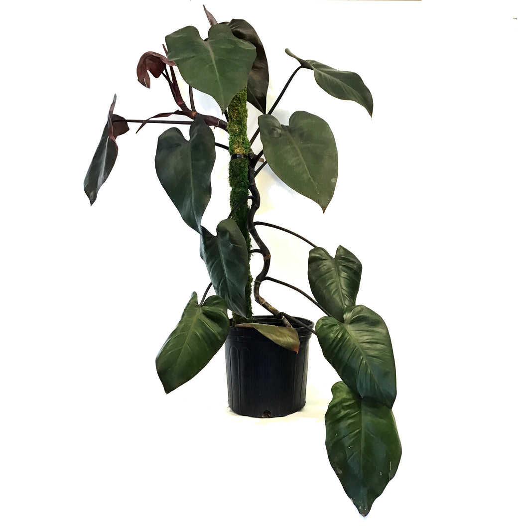 Philodendron, 10in, Merlot
