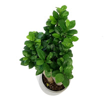 Load image into Gallery viewer, Bonsai, 5in, Ficus Ginseng in Cement Pot

