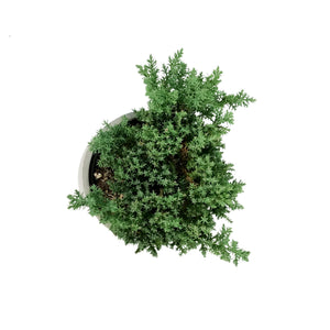 Bonsai, 5in, Juniper in Cement Pot