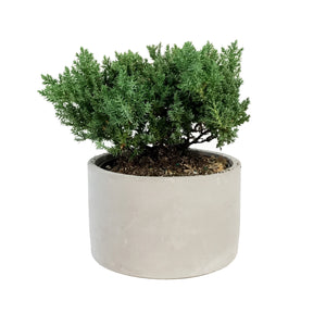 Bonsai, 5in, Juniper in Cement Pot