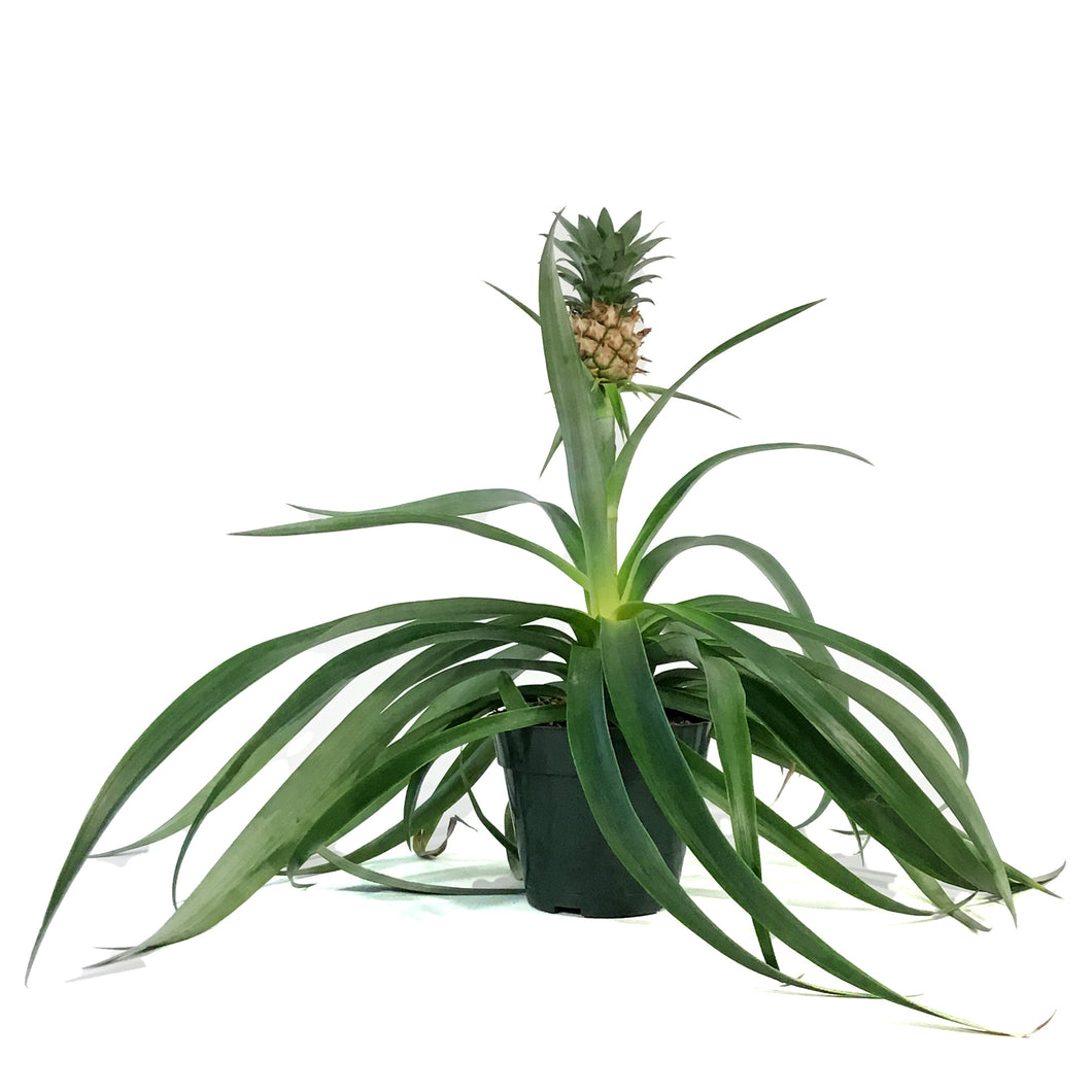 Pineapple, 5in