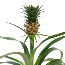 Load image into Gallery viewer, Pineapple, 5in
