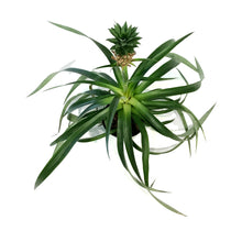 Load image into Gallery viewer, Pineapple, 5in
