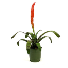 Load image into Gallery viewer, Bromeliad, 5in, Flaming Sword
