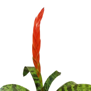 Bromeliad, 5in, Flaming Sword