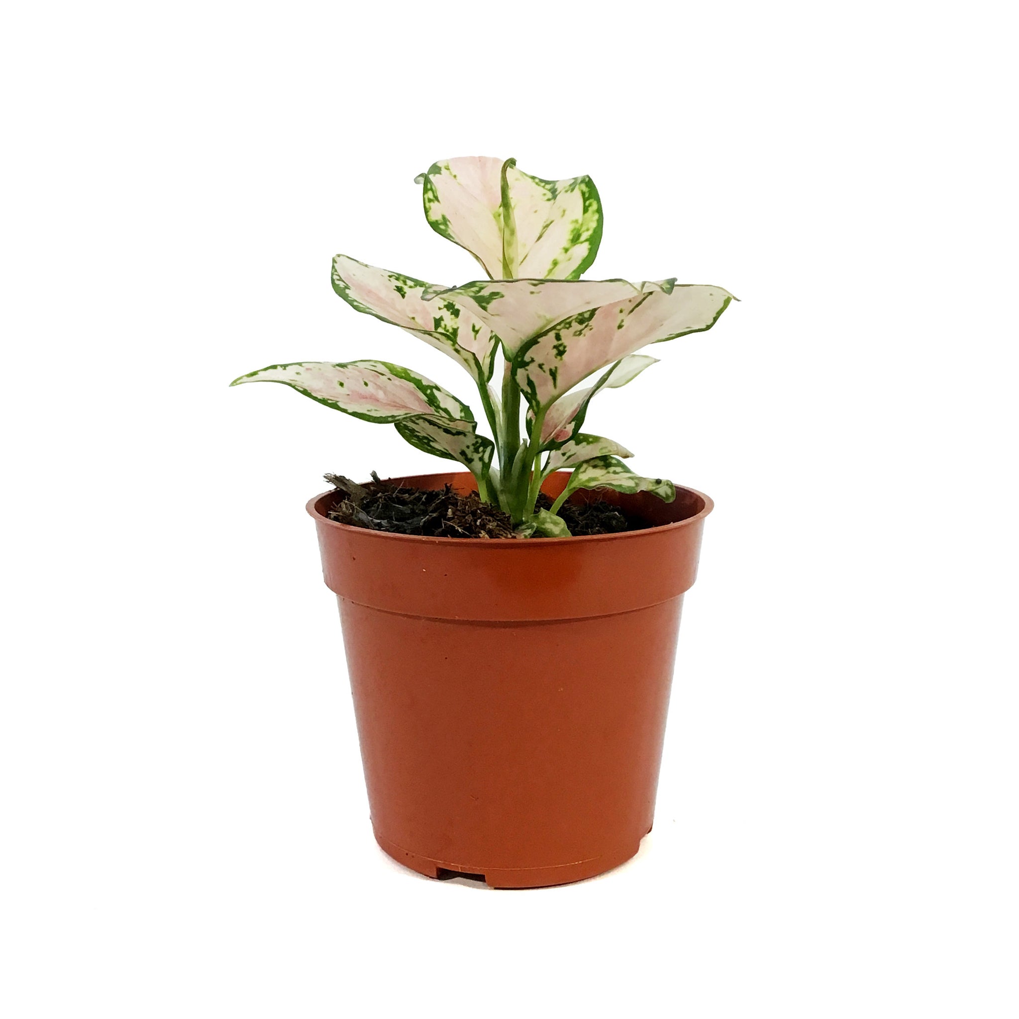 aglaonema geely red Aglaonema, 4in, Geely Red – Floral Acres Greenhouse & Garden Centre