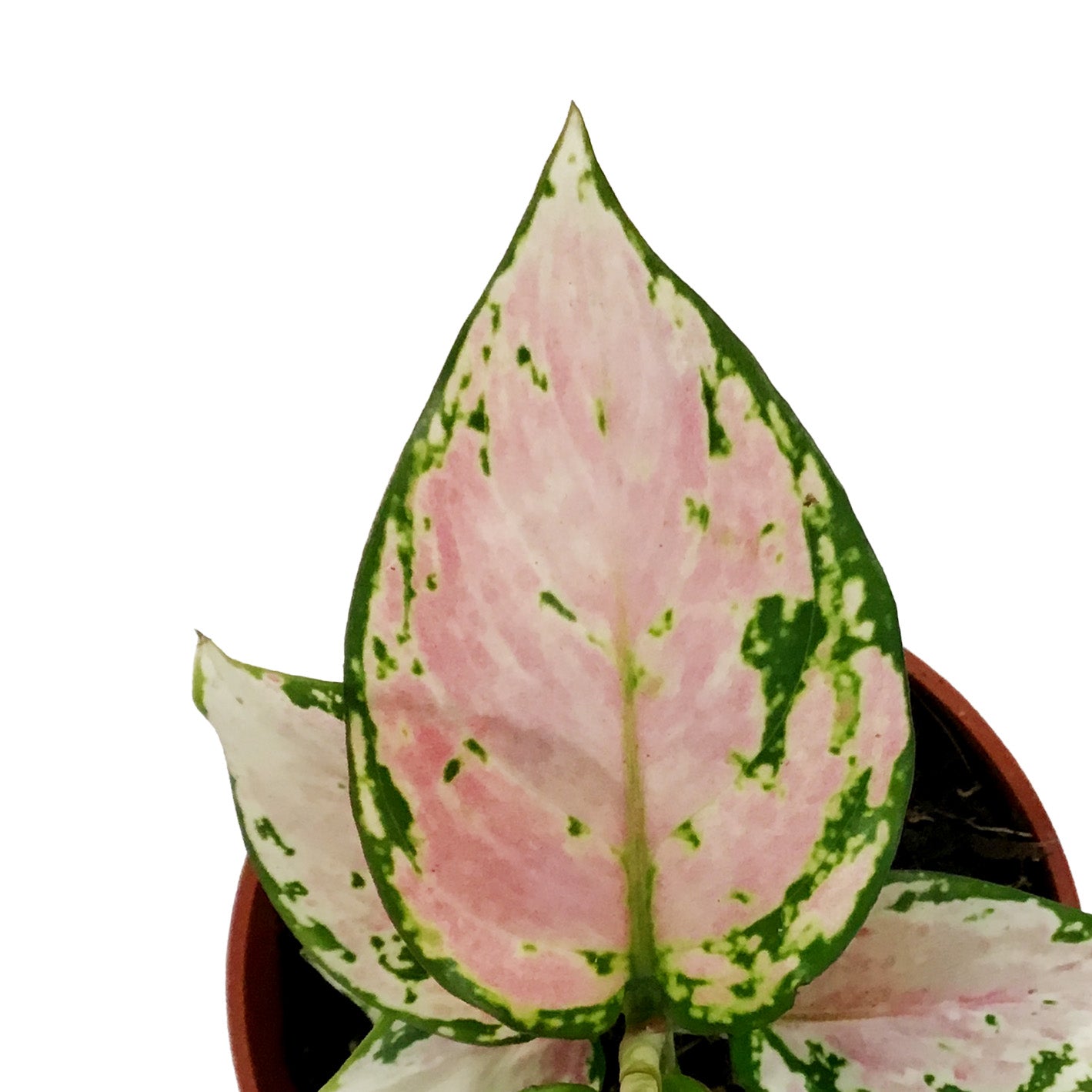 aglaonema geely red Aglaonema, 4in, Geely Red