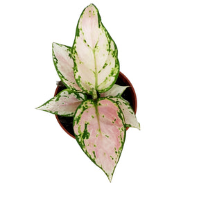 Aglaonema, 4in, Geely Red