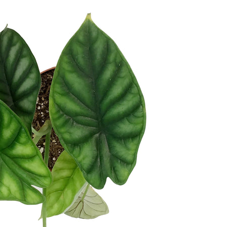 Alocasia, 6in, Beginda Dragon Scale