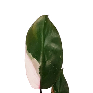 Philodendron, 6in, Pink Princess