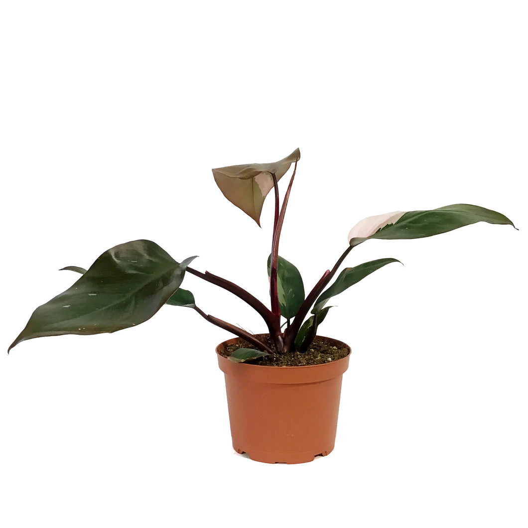 Philodendron, 6in, Pink Princess