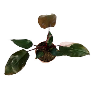 Philodendron, 6in, Pink Princess