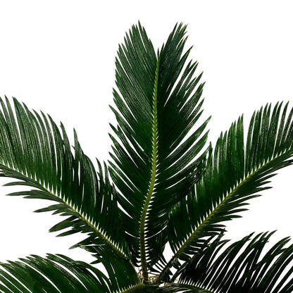 Palm, 6in, Sago