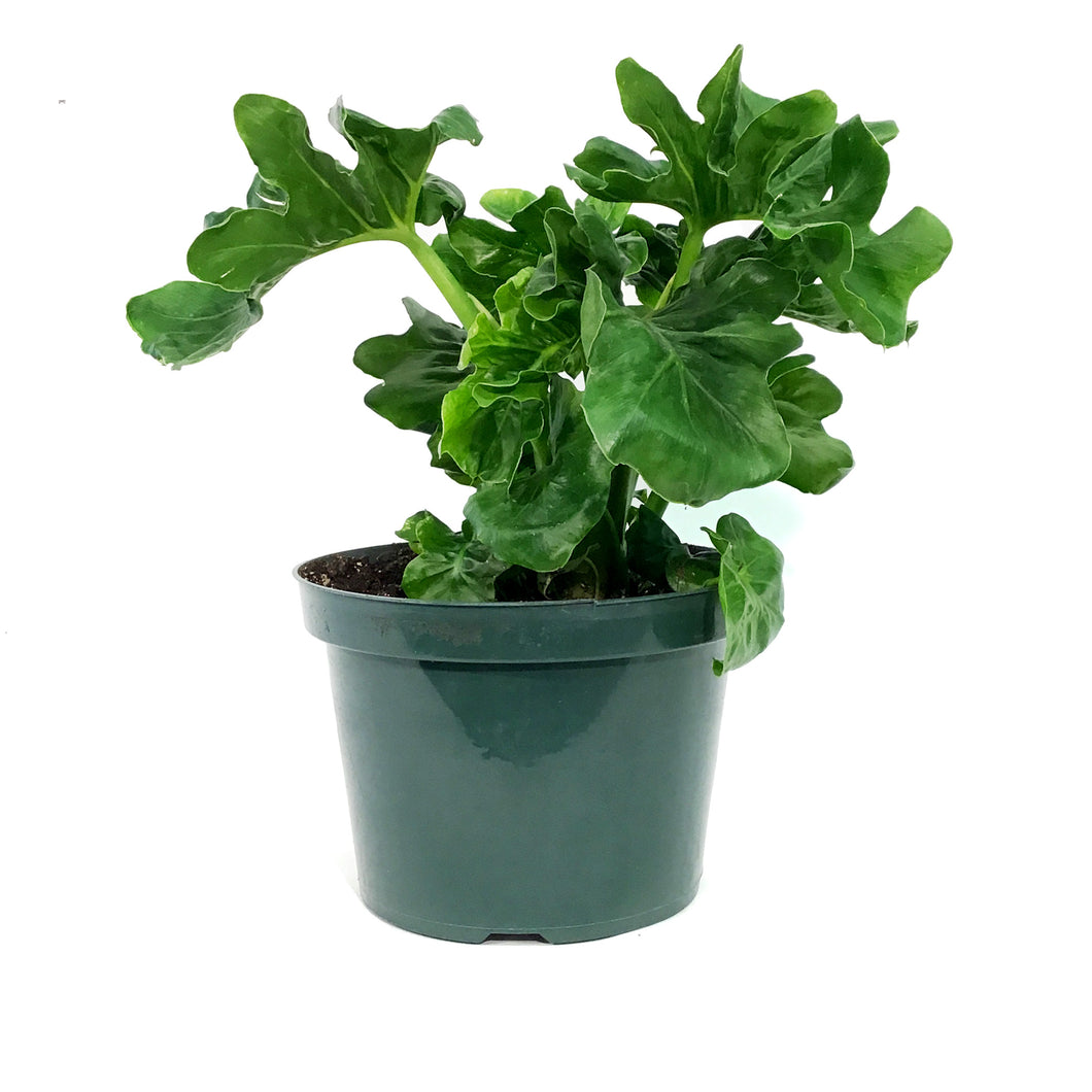 philodendron atom mature Philodendron, 8in, Super Atom – Floral Acres Greenhouse & Garden Centre