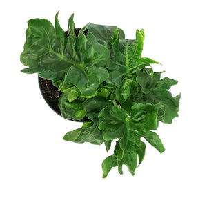 philodendron atom pflege Philodendron, 8in, Super Atom – Floral Acres Greenhouse & Garden Centre