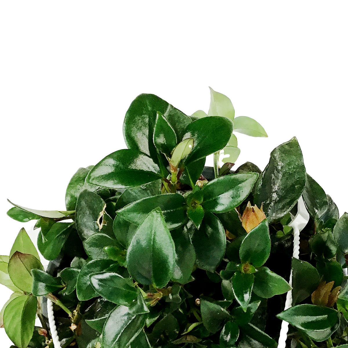 Lipstick Plant, 8in HB, Red Leaf