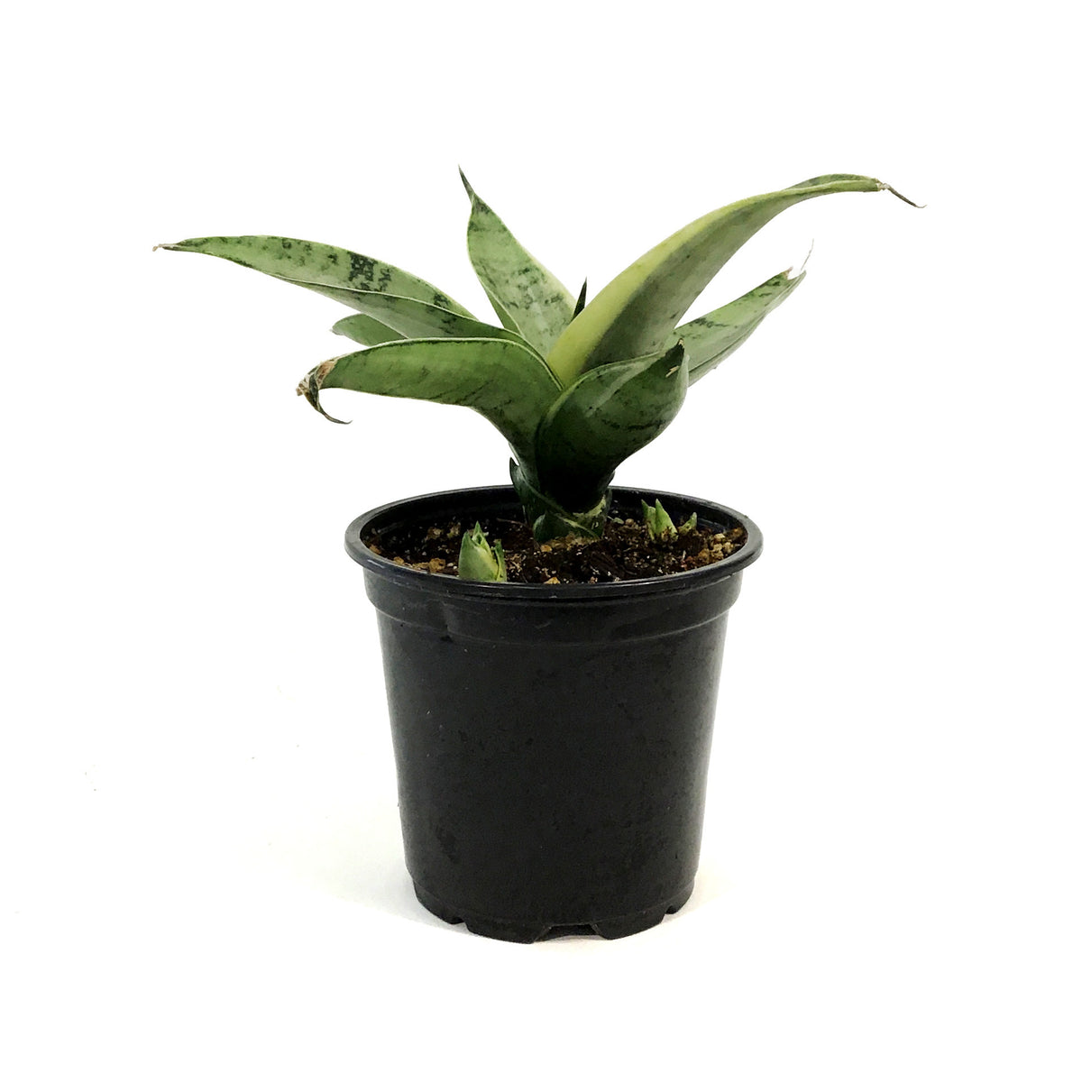 Sansevieria, 4in, Night Owl