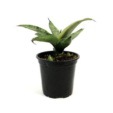 Load image into Gallery viewer, Sansevieria, 4in, Night Owl
