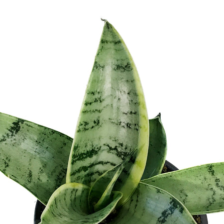 Sansevieria, 4in, Night Owl