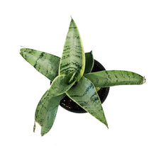 Load image into Gallery viewer, Sansevieria, 4in, Night Owl

