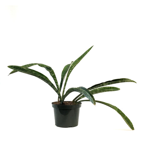 Sansevieria, 8in, Jaboa