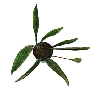 Sansevieria, 8in, Jaboa