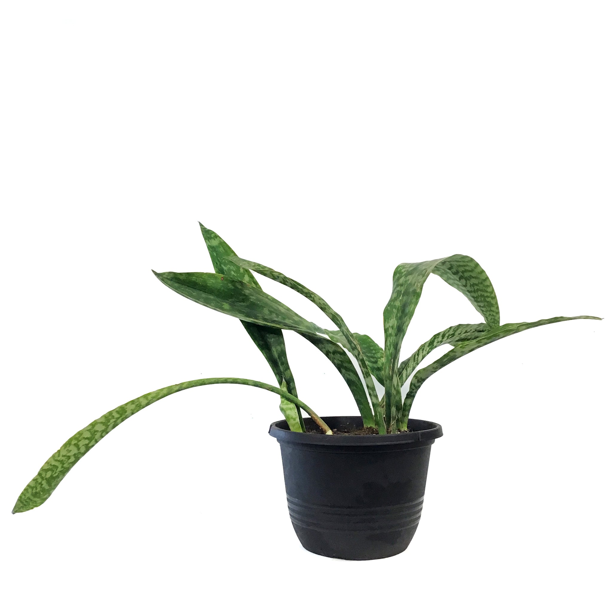 sansevieria jaboa Sansevieria, 10in, Jaboa – Floral Acres Greenhouse & Garden Centre