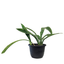 Load image into Gallery viewer, Sansevieria, 10in, Jaboa
