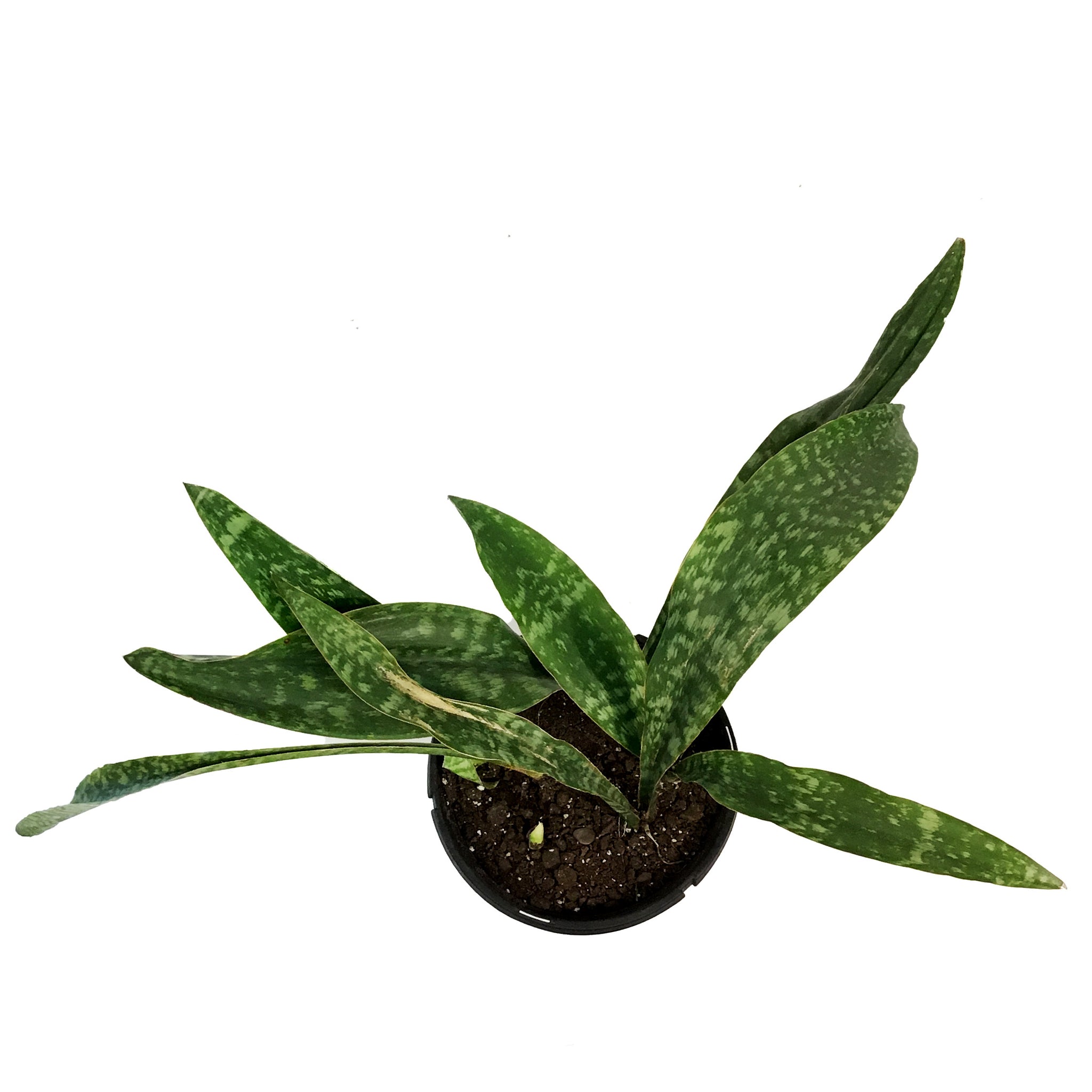 jaboa snake plant Sansevieria, 10in, Jaboa – Floral Acres Greenhouse & Garden Centre