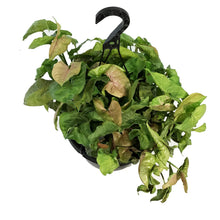 Load image into Gallery viewer, Syngonium, 10in HB, Candy
