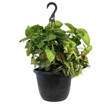 Load image into Gallery viewer, Syngonium, 10in HB, Candy
