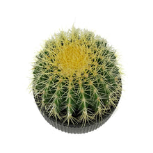Load image into Gallery viewer, Cactus, 17cm, &#39;Golden Barrel&#39; in Ceramic Bowl
