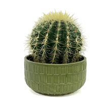 Load image into Gallery viewer, Cactus, 17cm, &#39;Golden Barrel&#39; in Ceramic Bowl
