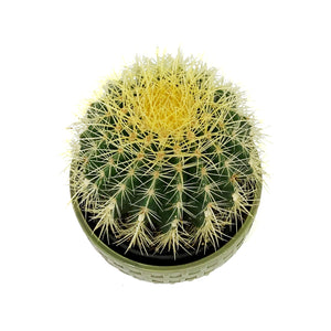 Cactus, 17cm, 'Golden Barrel' in Ceramic Bowl