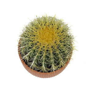 Cactus, 17cm, 'Golden Barrel' in Ceramic Bowl