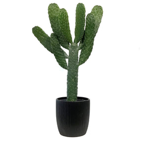 Cactus, 17cm, O. Rubescens 'Road Kill' in Ceramic