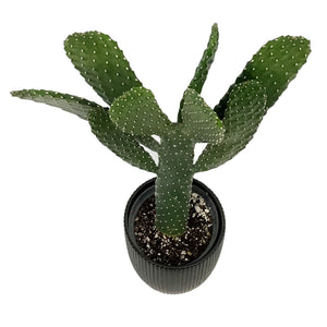 Cactus, 17cm, O. Rubescens 'Road Kill' in Ceramic