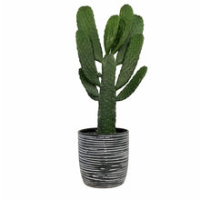 Load image into Gallery viewer, Cactus, 17cm, O. Rubescens &#39;Road Kill&#39; in Ceramic
