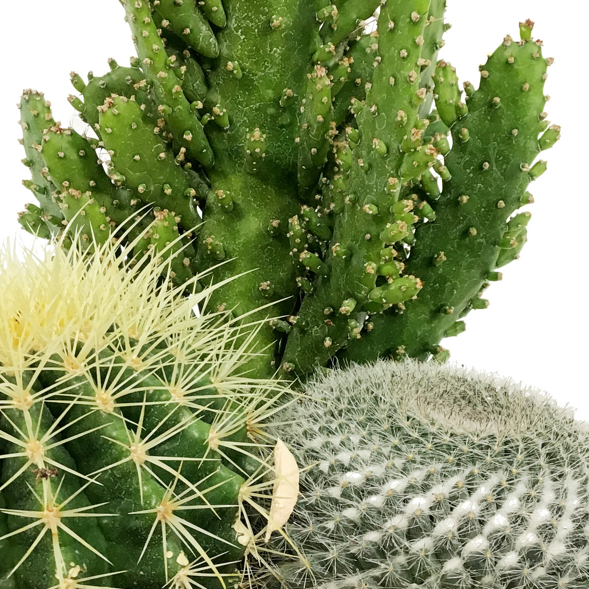 Cactus, 21cm, Mixed Cactus in Ceramic Bowl