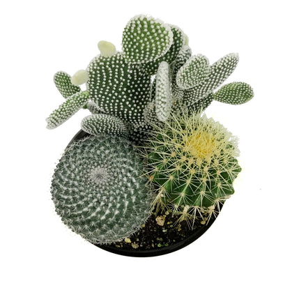 Cactus, 21cm, Mixed Cactus in Ceramic Bowl