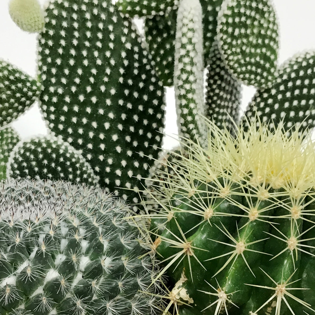 Cactus, 21cm, Mixed Cactus in Ceramic Bowl