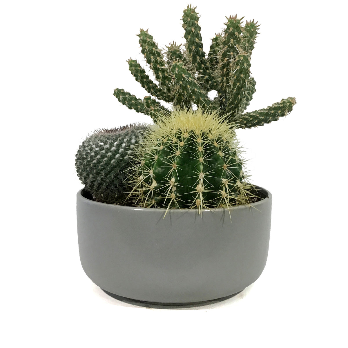 Cactus, 21cm, Mixed Cactus in Ceramic Bowl