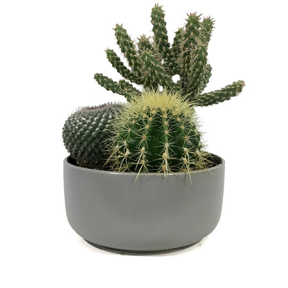 Cactus, 21cm, Mixed Cactus in Ceramic Bowl