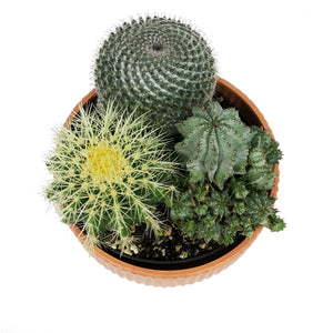Cactus, 21cm, Mixed Cactus in Ceramic Bowl