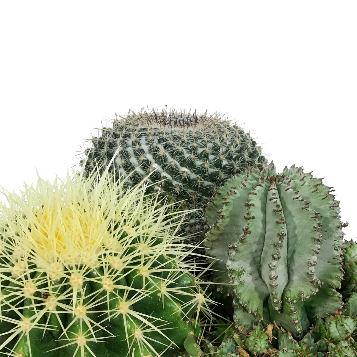 Cactus, 21cm, Mixed Cactus in Ceramic Bowl