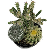 Load image into Gallery viewer, Cactus, 21cm, Mixed Cactus in Ceramic Bowl
