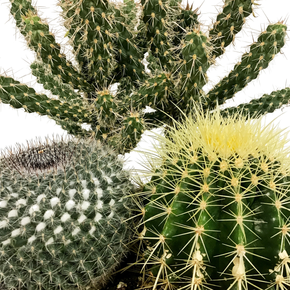 Cactus, 21cm, Mixed Cactus in Ceramic Bowl