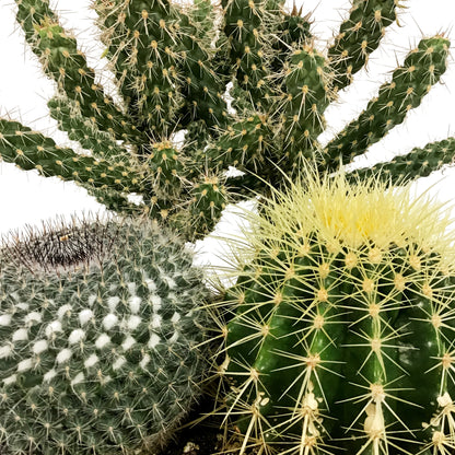 Cactus, 21cm, Mixed Cactus in Ceramic Bowl