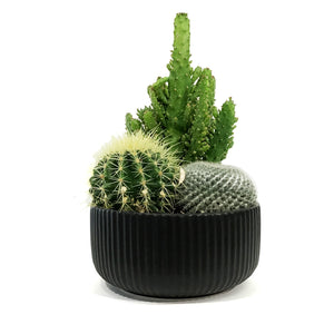 Cactus, 21cm, Mixed Cactus in Ceramic Bowl
